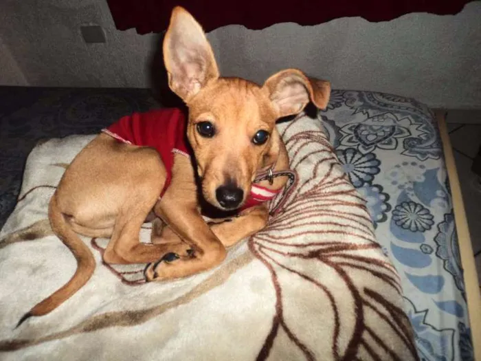 Cachorro ra a Pinscher idade 7 a 11 meses nome sccoby