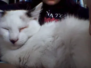 Gato raça SRD idade 2 a 6 meses nome lili e jude