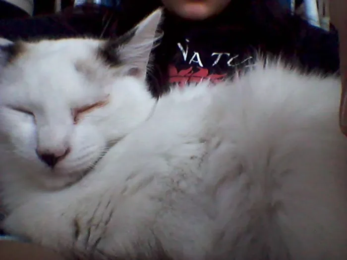 Gato ra a SRD idade 2 a 6 meses nome lili e jude