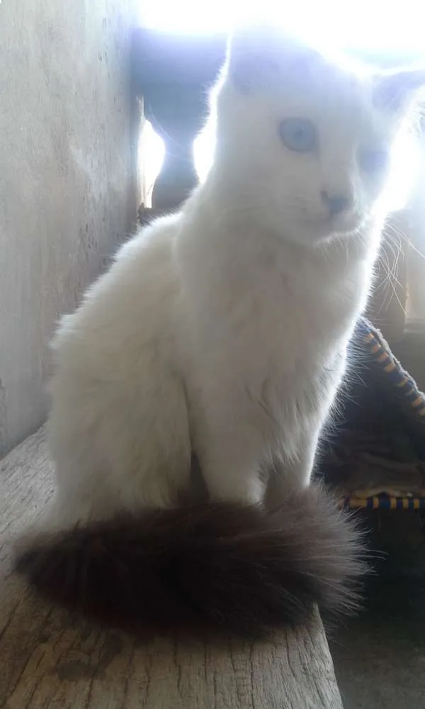 Gato ra a SRD idade 2 a 6 meses nome lili e jude