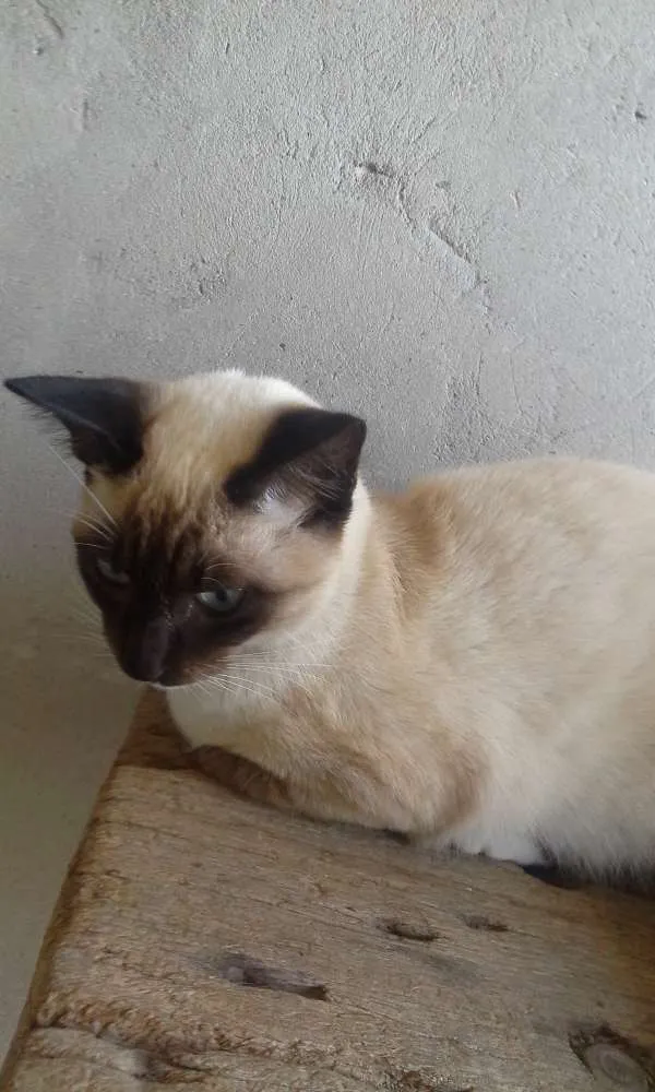 Gato ra a SRD idade 2 a 6 meses nome lili e jude