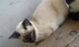 lili e jude