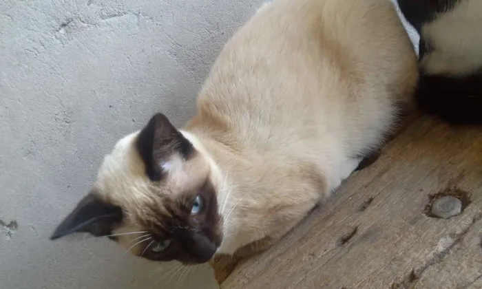 Gato ra a SRD idade 2 a 6 meses nome lili e jude