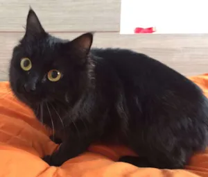 Gato raça SRD idade 7 a 11 meses nome Ludimila