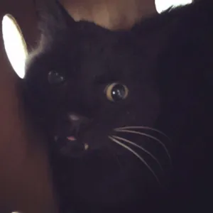 Gato raça SRD idade 1 ano nome Vampirinho