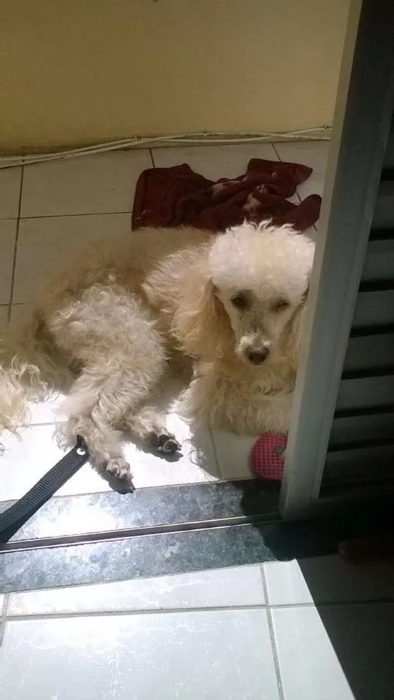 Cachorro raça Poodle idade 6 ou mais anos nome Dobby