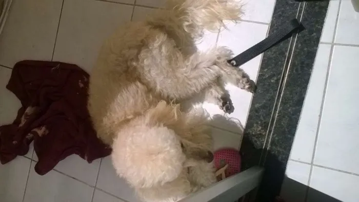 Cachorro raça Poodle idade 6 ou mais anos nome Dobby