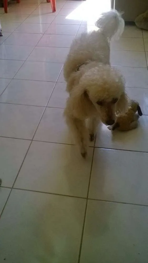 Cachorro raça Poodle idade 6 ou mais anos nome Dobby