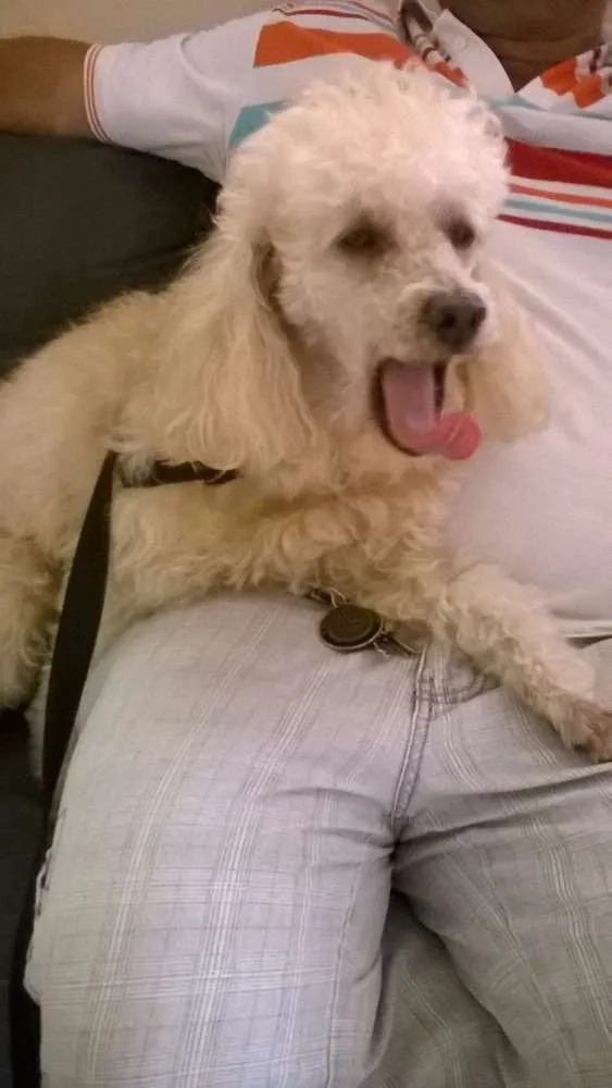 Cachorro raça Poodle idade 6 ou mais anos nome Dobby