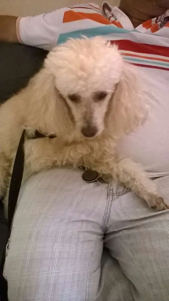 Cachorro raça Poodle idade 6 ou mais anos nome Dobby