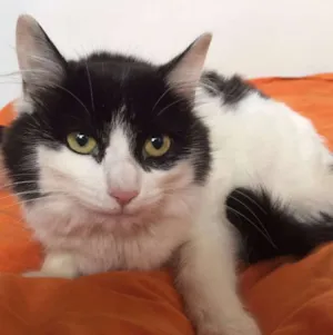 Gato raça SRD idade 7 a 11 meses nome sem nome