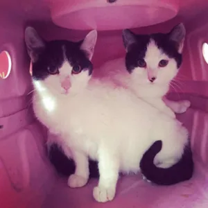 Gato raça SRD idade 2 a 6 meses nome Manas