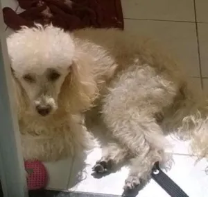 Cachorro raça Poodle idade 6 ou mais anos nome Dobby