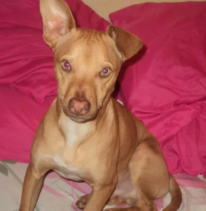 Cachorro ra a mestiço labrador idade 7 a 11 meses nome SEM NOME