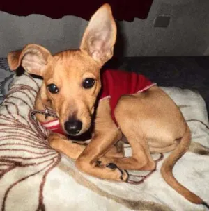 Cachorro raça Pinscher idade 7 a 11 meses nome sccoby