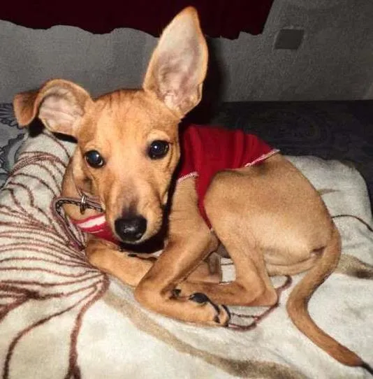 Cachorro ra a Pinscher idade 7 a 11 meses nome sccoby