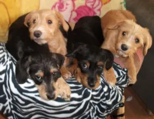 Cachorro raça Mista idade 7 a 11 meses nome Toby