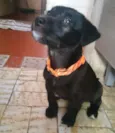 Loki