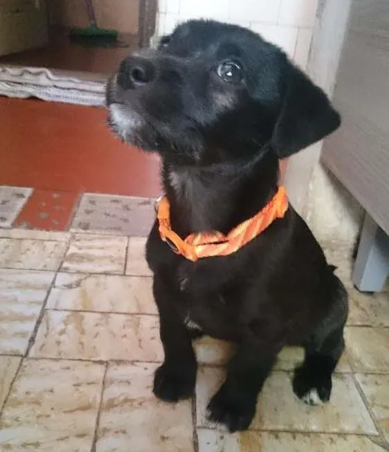 Cachorro ra a Vira lata idade 2 a 6 meses nome Loki