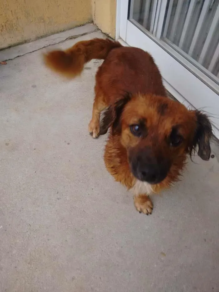 Cachorro ra a Vira lata idade  nome George