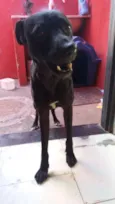 Bob
