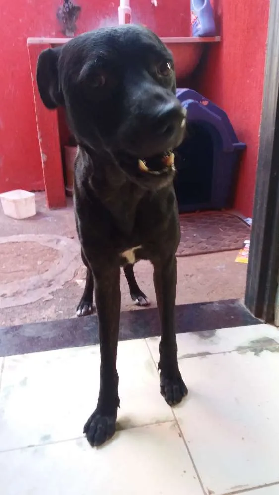 Cachorro ra a Tomba lata idade 1 ano nome Bob