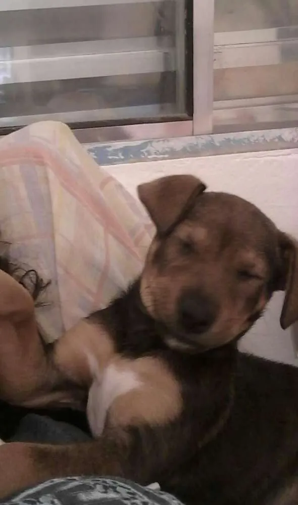Cachorro ra a Sem raca idade 2 a 6 meses nome Duda