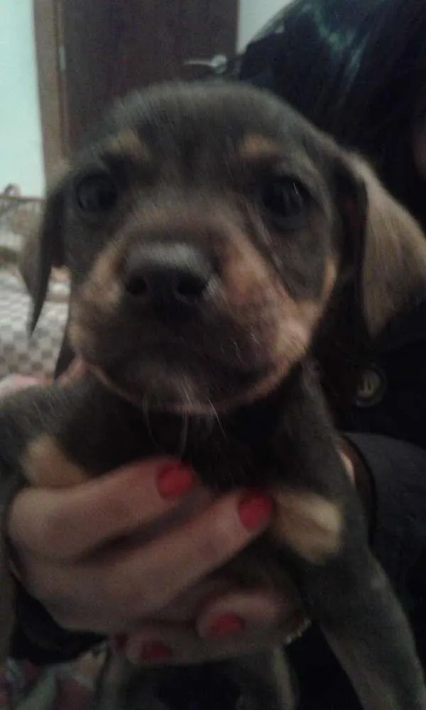 Cachorro ra a Sem raca idade 2 a 6 meses nome Duda