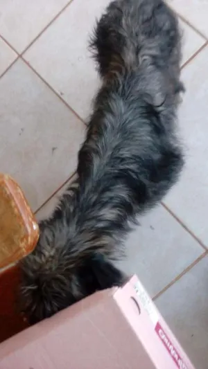 Cachorro raça Poodle com pinscher  idade 2 a 6 meses nome Boby