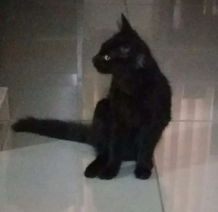 Gato raça Vira lata e angorá idade 2 a 6 meses nome Milk e Christian