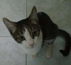 Gato raça Vira lata e angorá idade 2 a 6 meses nome Milk e Christian