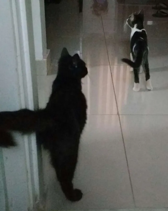 Gato raça Vira lata e angorá idade 2 a 6 meses nome Milk e Christian