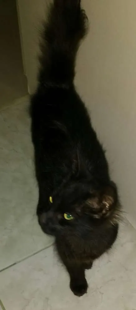 Gato raça Vira lata e angorá idade 2 a 6 meses nome Milk e Christian