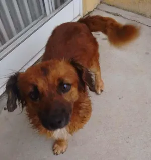 Cachorro raça Vira lata idade  nome George