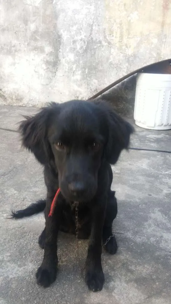 Cachorro ra a Labrador × Golden idade 2 a 6 meses nome Café