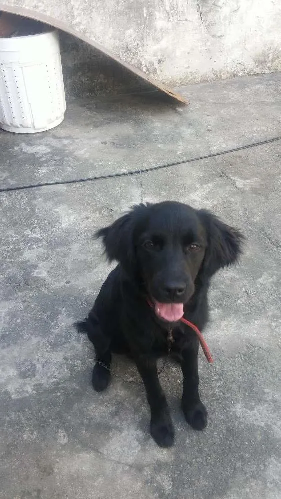 Cachorro ra a Labrador × Golden idade 2 a 6 meses nome Café