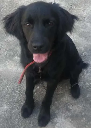 Cachorro ra a Labrador × Golden idade 2 a 6 meses nome Café