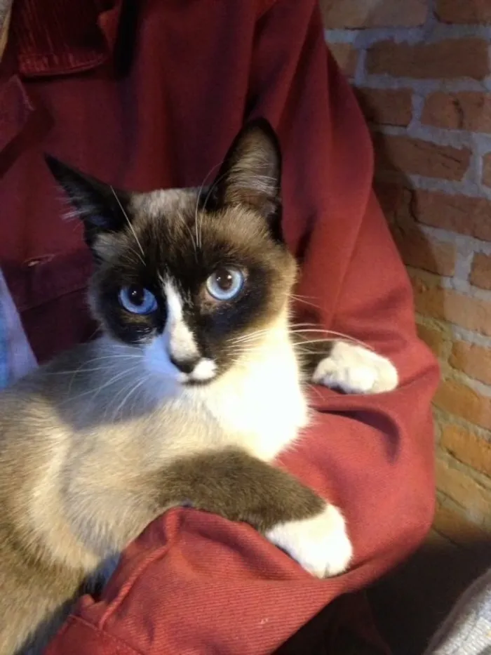 Gato ra a SRD idade 7 a 11 meses nome Valentina