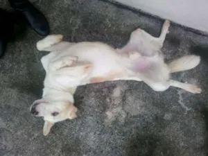 Cachorro raça SRD idade 1 ano nome BRANQUINHO