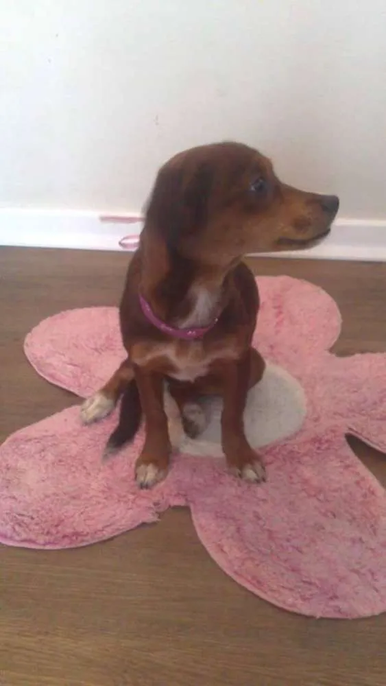 Cachorro ra a SRD idade 3 anos nome PITICA