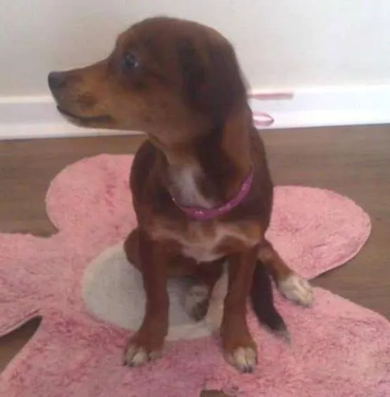 Cachorro ra a SRD idade 3 anos nome PITICA