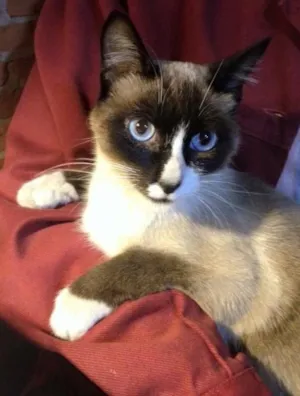 Gato raça SRD idade 7 a 11 meses nome Valentina
