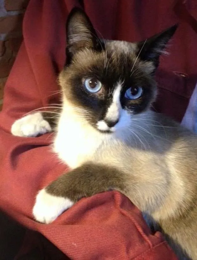 Gato ra a SRD idade 7 a 11 meses nome Valentina