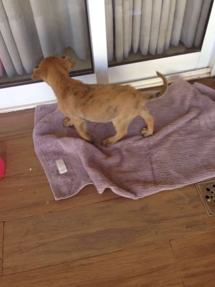 Cachorro ra a Não definida idade Abaixo de 2 meses nome Tigre
