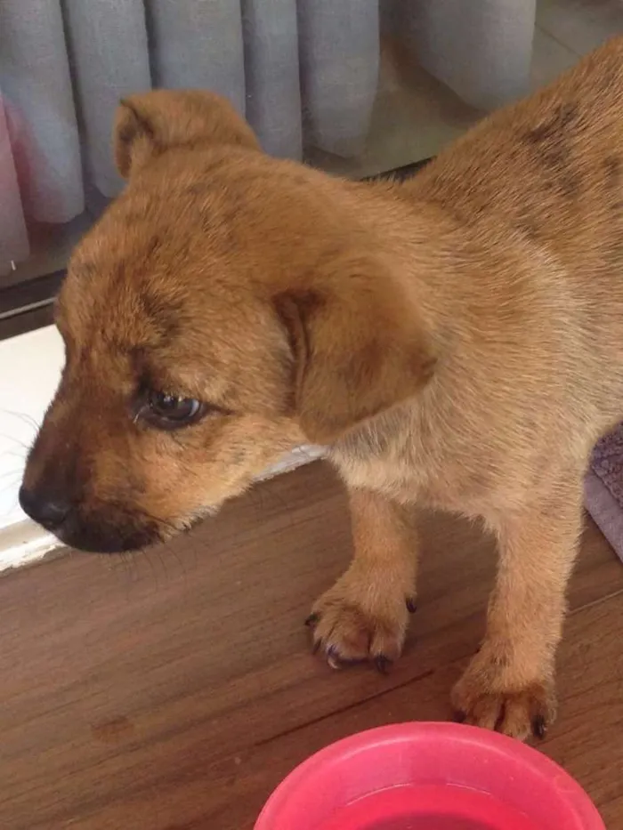 Cachorro ra a Não definida idade Abaixo de 2 meses nome Tigre