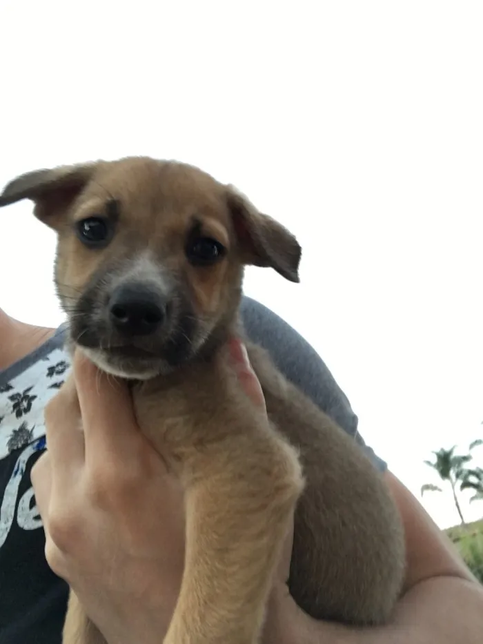 Cachorro ra a SRD idade Abaixo de 2 meses nome Filhotes sem nome 