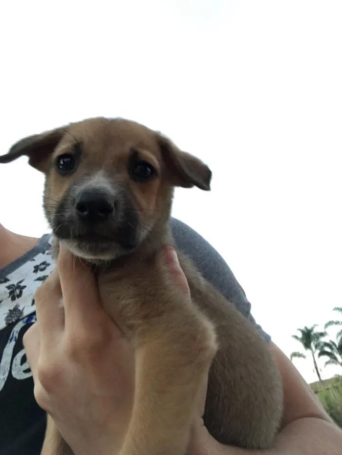 Cachorro ra a SRD idade Abaixo de 2 meses nome Filhotes sem nome 