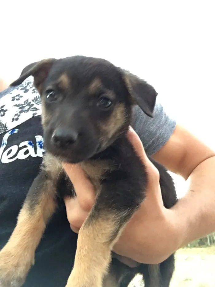 Cachorro ra a SRD idade Abaixo de 2 meses nome Filhotes sem nome 
