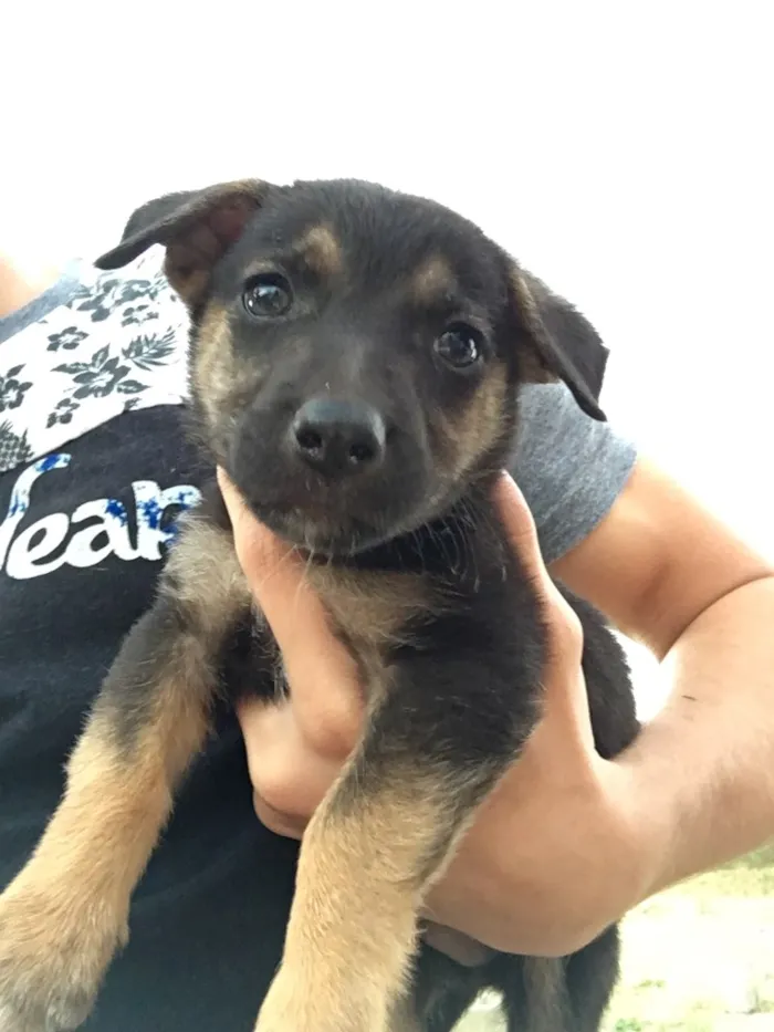 Cachorro ra a SRD idade Abaixo de 2 meses nome Filhotes sem nome 
