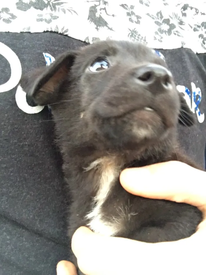 Cachorro ra a SRD idade Abaixo de 2 meses nome Filhotes sem nome 